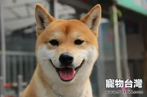 柴犬的耳朵形態能看出是不是純種嗎？