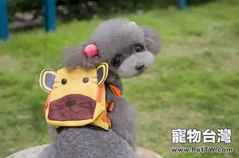 貴賓犬的鼻頭為什麼顏色變淺了?(共3張圖片)-寵物台灣