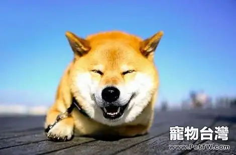 柴犬為什麼會咬家裡的貓咪? (共3張圖片)-寵物台灣