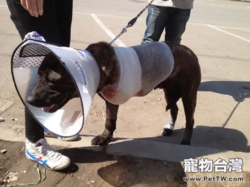 犬貓車禍的代價