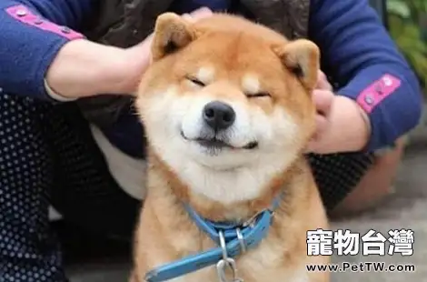 飼養柴犬要怎麼選擇狗糧? 飼養柴犬要怎麼選擇狗糧?