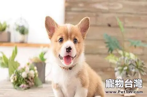 柯基犬什麼時候可以開始打疫苗？