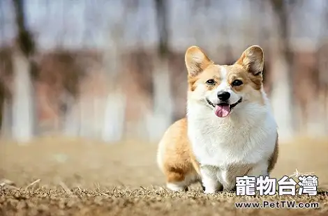 柯基犬一窩能生幾隻？