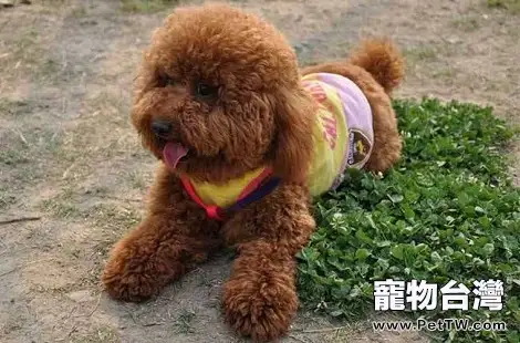 貴賓犬嘔吐一般都有哪些原因？