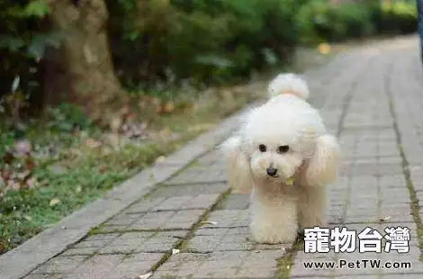 貴賓犬嘔吐一般都有哪些原因？