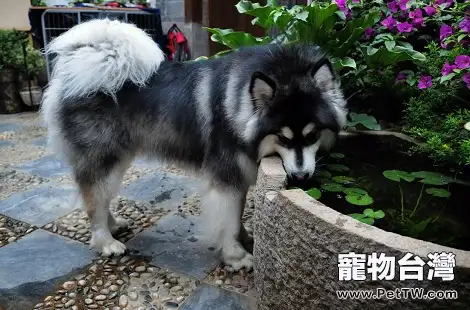 阿拉斯加特別愛咬東西怎麼管教?(共3張圖片)-寵物台灣
