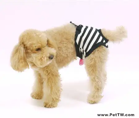 狗狗生理期時的護理及注意事項（1圖）-寵物台灣