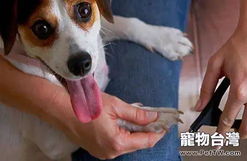 中華田園犬的眼屎比較多是什麼原因導致的？