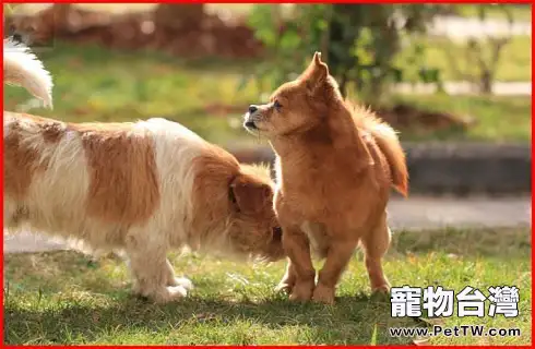 中華田園犬的眼屎比較多是什麼原因導致的？