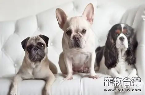 法斗犬的鼻子老是乾的，這種情況正常嗎？