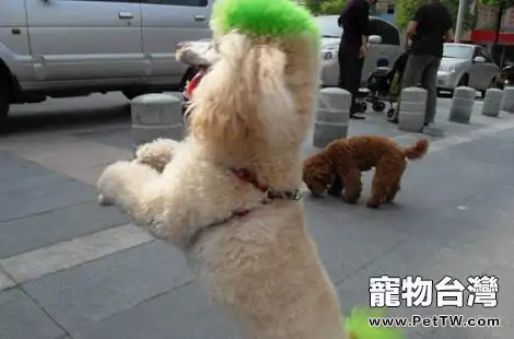 泰迪犬經常眼淚汪汪的是有什麼眼部疾病嗎?(共3張圖片)-寵物台灣