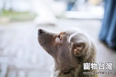 愛犬關節疼痛怎麼辦？WOWO氨糖關節健有話說