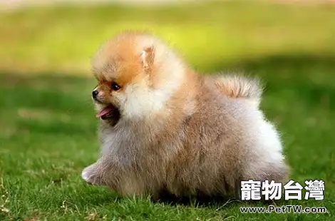 博美 犬(松鼠狗)為什麼晚上一直在叫喚?(共3張圖片)-寵物台灣