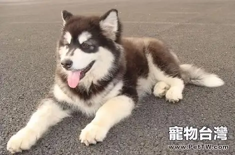 阿拉斯加餵食天然狗糧有什麼好處嗎？
