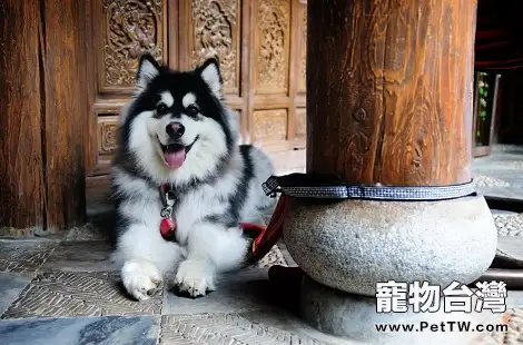 阿拉斯加餵食天然狗糧有什麼好處嗎？