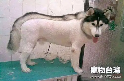 阿拉斯加剃毛了之後多久才能長出來?(共3張圖片)-寵物台灣