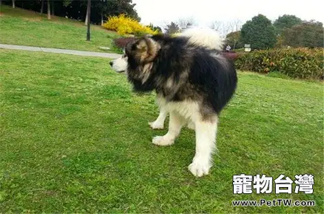 阿拉斯加剃毛了之後多久才能長出來? 阿拉斯加剃毛了之後多久才能長出來?