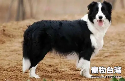 邊境牧羊犬的價格多少？好養嗎？