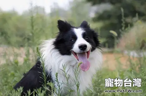 邊境牧羊犬的智商排名第幾？