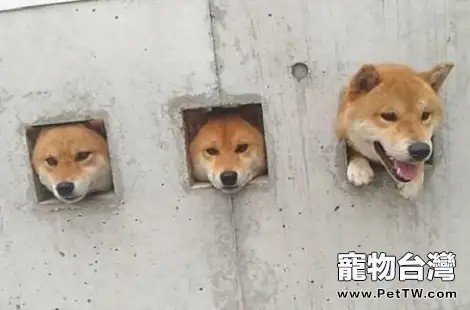 柴犬能養來看門嗎？