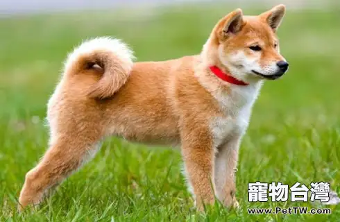 怎麼知道哪只是秋田犬？哪只是柴犬？