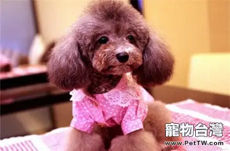 貴賓犬真的認主人嗎？