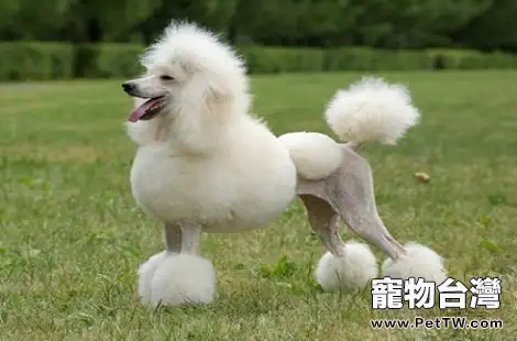 貴賓犬真的認主人嗎？