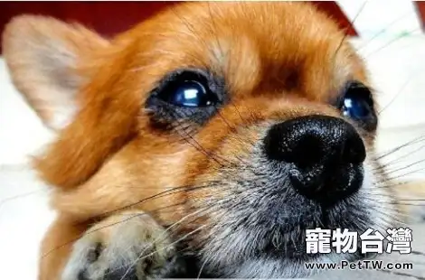 博美 犬（松鼠狗）能不能吃米飯？