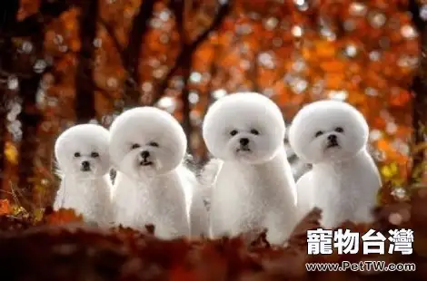 比熊 犬(卷毛比雄犬)的腳掌褪色了是什麼原因?(共3張圖片)-寵物台灣