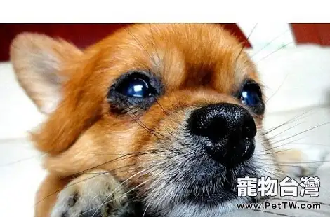 博美 犬(松鼠狗)亂吃東西要怎麼調教?(共3張圖片)-寵物台灣