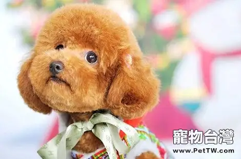 泰迪犬可以喝酸奶嗎？