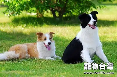 訓練邊境牧羊犬叼飛盤很困難嗎？