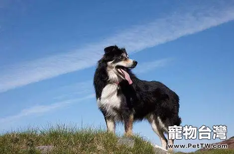 邊境牧羊犬多大之後不能再生育了？