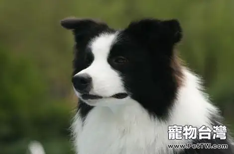 邊境牧羊犬有鼻涕是感冒了嗎？