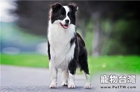 邊境牧羊犬的鼻子幹幹的是生病了嗎？