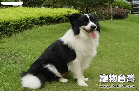 邊境牧羊犬的腳掌開裂要怎麼辦？