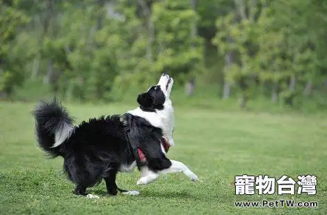 邊境牧羊犬的腳掌開裂要怎麼辦？