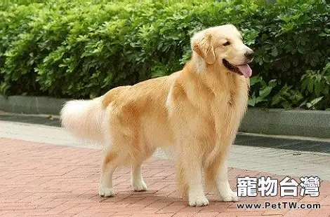 黃金獵犬的尾巴為什麼這麼細？