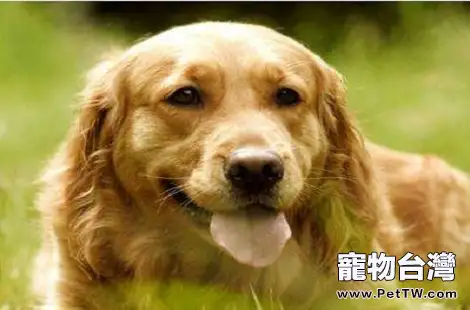為什麼黃金獵犬的鼻子在冬天就褪色？