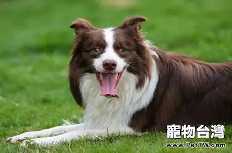 邊境牧羊犬屁股上脫毛是怎麼了?(共3張圖片)-寵物台灣