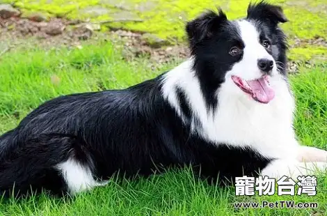 養一隻邊境牧羊犬每月要花多少錢？