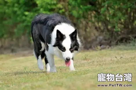 怎麼能讓邊境牧羊犬心甘情願的刷牙？