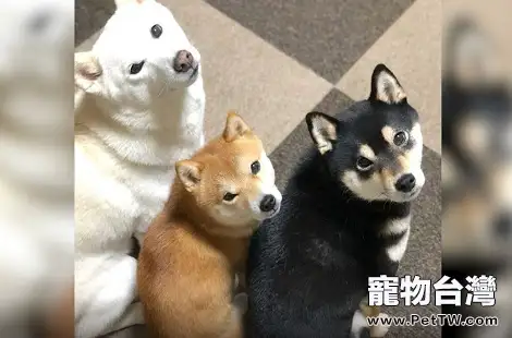 為什麼喜歡柴犬的人這麼多?