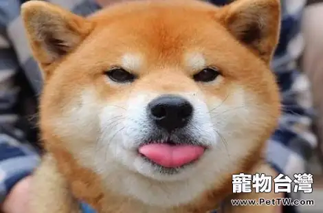 柴犬有這麼多的缺點,你還愛它嗎? 柴犬有這麼多的缺點,你還愛它嗎?