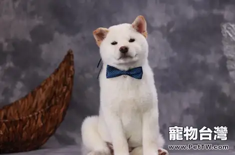 為什麼柴犬毛不長，但是掉毛這麼厲害呢？