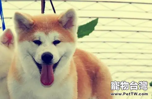 柴犬和秋田犬比，哪個更好？