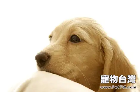 黃金獵犬的腳墊顏色變了是什麼情況？