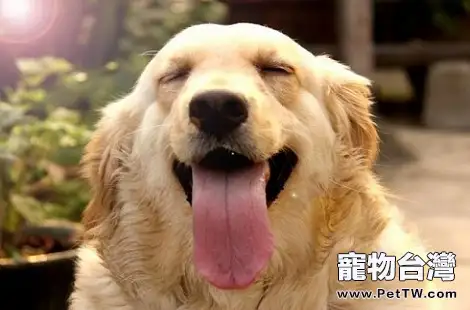黃金獵犬的舌頭發紅是正常的現象嗎？