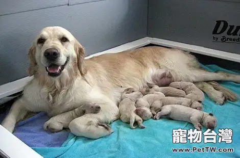 黃金獵犬不是長毛犬嗎？為什麼會有短毛的黃金獵犬？