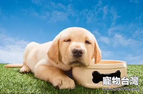 黃金獵犬不是長毛犬嗎？為什麼會有短毛的黃金獵犬？（共3張圖片）-寵物台灣